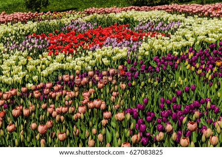KIEV, UKRAINE - April 17, 2017: Carpet of multi-colored tulips, pink, red violet, purple, white tulips occupying the whole photo , April 17, 2017, Kiev, Ukraine