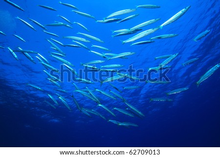 Shoal of Yellowtail Barracuda fish in the Red Sea