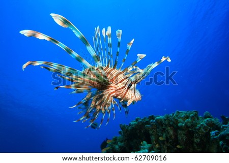Lionfish (Pterois miles) also known as Turkeyfish or Firefish