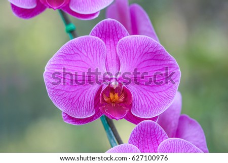 Close-up of Beautiful Orchid Flowers in the garden