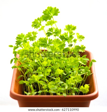 A growing young parsley in a pot