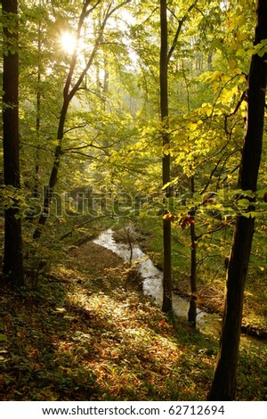 Stream in the autumn woods