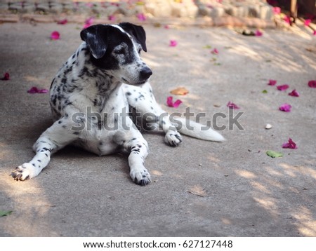 selective focus black and white dalmatian dog closeup standing outdoor under natural sunlight portraits view shallow depth of field blur background