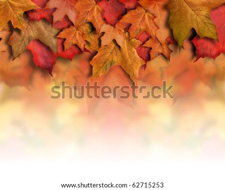 An orange, red fall background top border for the season. Leaves are piled up with faded white copyspace for your text. Can be used as a Halloween or Thanksgiving image too.