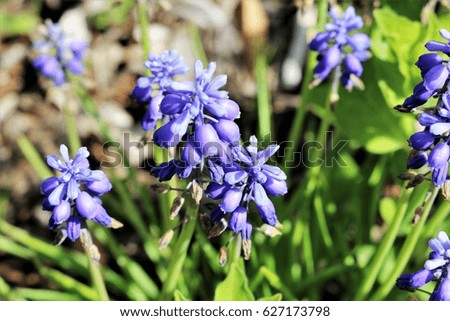 An Image of blue flowers