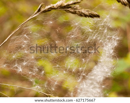 a close up and screen covering shot of a spiders web with many dispersed dandelion heads in it in spring day light
