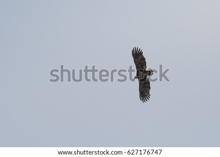 Young sea eagle on wings