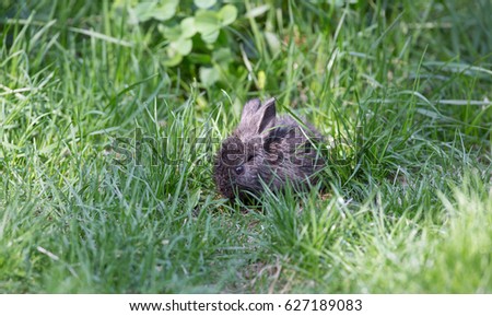 Gray rabbit in the grass