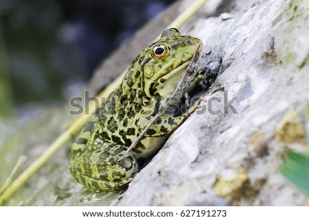 A frog sits on a stone
