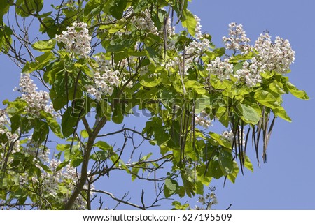 Closeup blooming Catalpa bignonioides tree and beanpods on the blue sky Royalty-Free Stock Photo #627195509