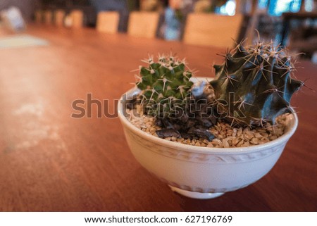 Cactus table decoration