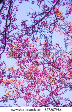 Cherry blossom trees with blue sky, Thailand.