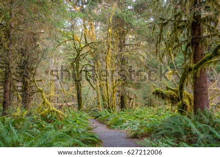 Hoh rain forest in Olympic National Park with sun shining through the trees. Washington state, USA 