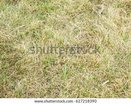 A photo of green and dry grass for texture and background, close up