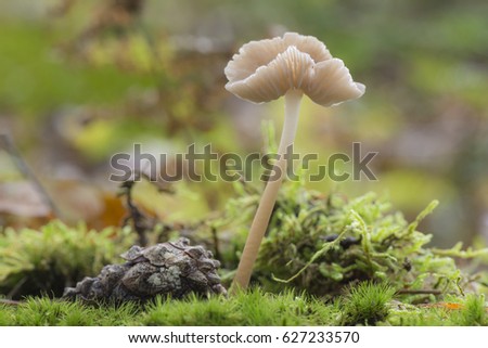 Mushroom called Mycena rosea with autumn colors in the background
