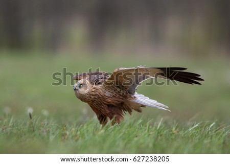 Birds of prey - Marsh Harrier (Circus aeruginosus)