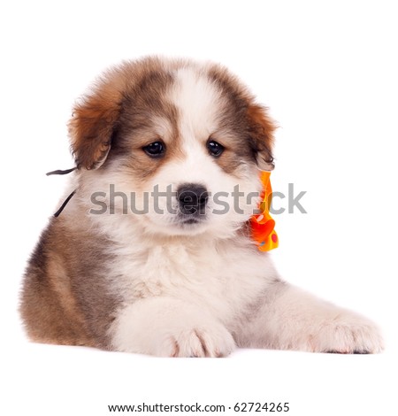 picture of a small bucovinean shepard puppy over white
