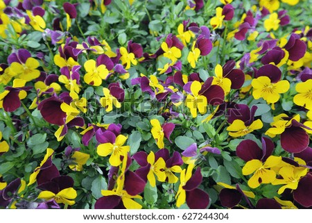 field of purple yellow pansy flowers in blossom. full frame background.