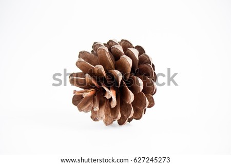 Forest collection of coniferous branches and pine cones isolated on white background.
