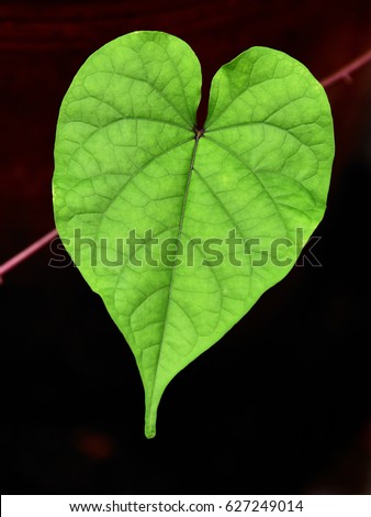 Heart-shaped leaf of Ipomea (sweet potato). Conceptual image of a healthy heart when you eat vegetarian food.