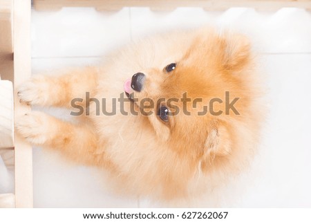 Cute small dog looking owner on a white background.