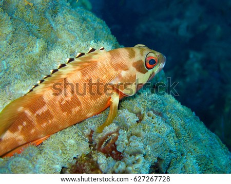 Black-tip grouper or red-banded grouper fish on soft coral reef at Thailand. 