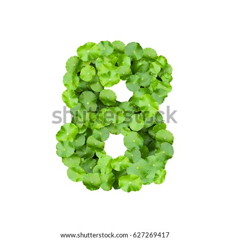 Alphabet and numbers with green leaves on white background. Green leaf number on Isolated white. Number 8