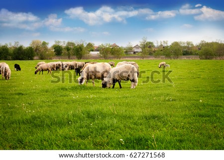 Sheeps in a meadow, landscape of grass field 