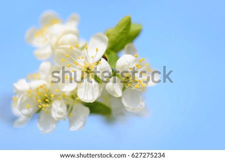 Flowers bloom on a branch of plum against blue sky