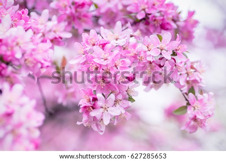 Pink blossom on a tree in springtime