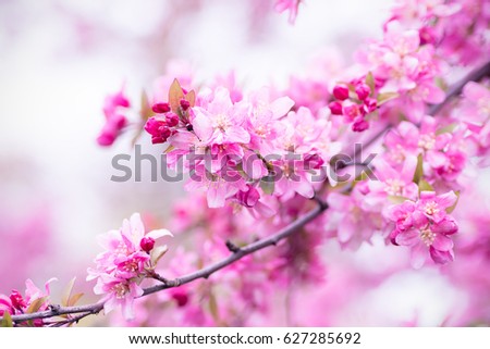Pink blossom on a tree in springtime