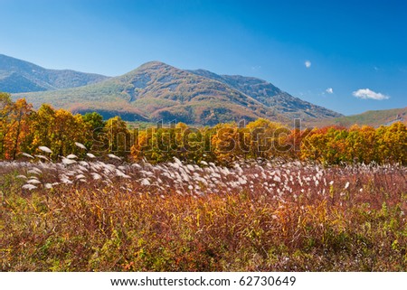 Beautiful autumn landscape, dry feather on the background color of the forest and mountains.