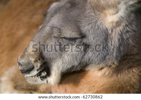 Red Kangaroo Sleeping