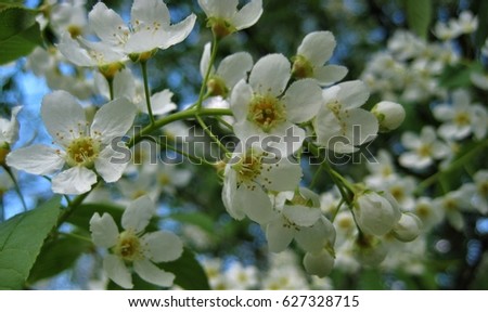 photos from the spring decorative flowering tree branch cherry small white flowers on the background of the setting sun and the misty haze, as the source for design, decorating, print, advertising