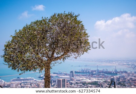  An olive tree against the background of the city of Haifa, the Mediterranean Sea and the sky.