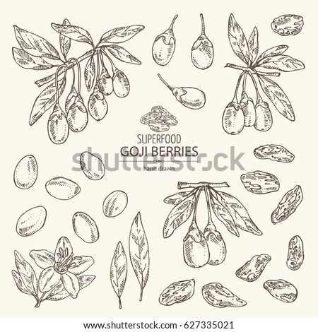 Collection of goji: plant, flower and goji berries. Superfood. Hand drawn Royalty-Free Stock Photo #627335021