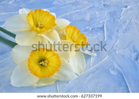 Daffodil yellow flower on a blue background. Spring flowers.