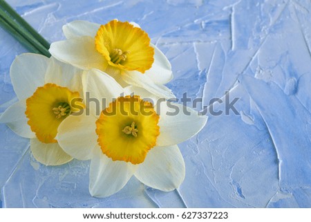 Daffodil white flower on a blue background. Spring flowers.
