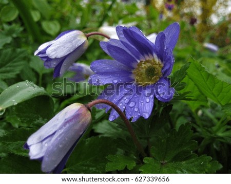 macro photo with blue flowers in raindrops on a pond in the Park used in landscaping and in horticulture as a source for landscape design, advertising, decoration, prints