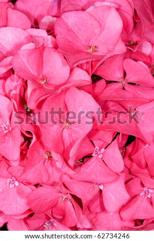 Pink Hydrangea Close-Up