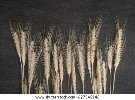 Spikelets of wheat on the dark background. 