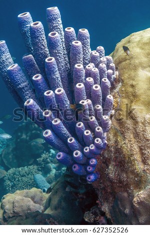 Aplysina archeri,stove-pipe sponge is a species of tube sponge on coral reef