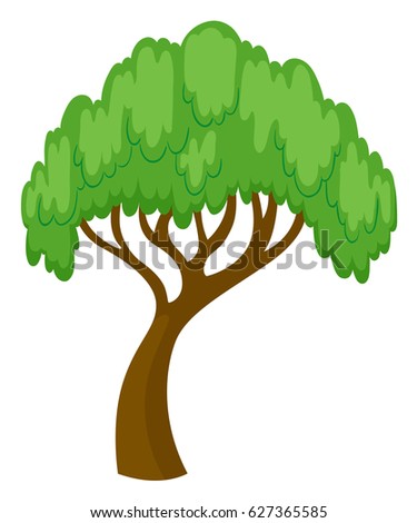 Willow tree on white background illustration