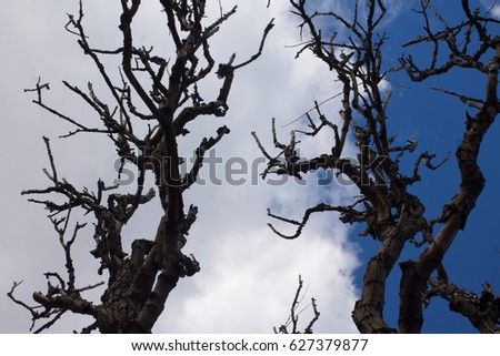 cropped tree branches silhouette, cloudy deep blue sky