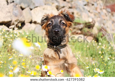 Dog puppy in flowers