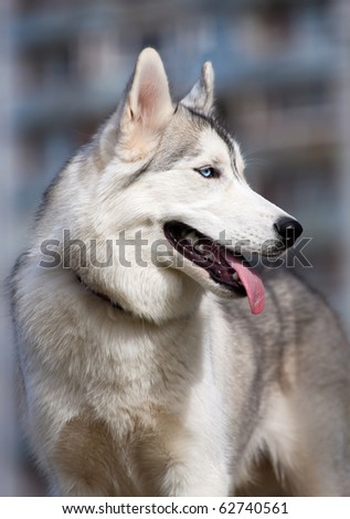 Portrait of a young blue-eyed Siberian Husky Dog