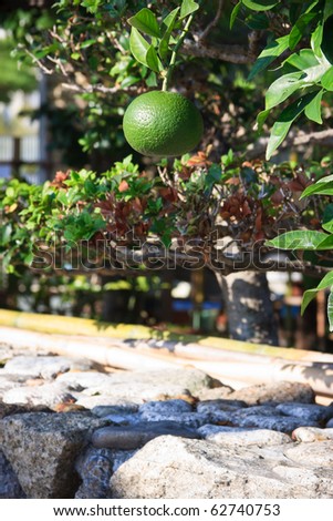 Citrus tree with fruits