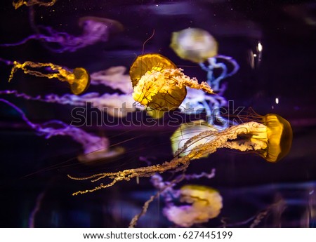 Jelly Fish in a tank. 