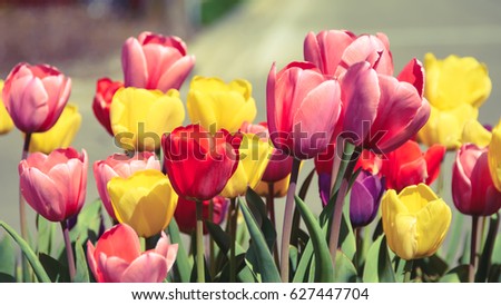 Colorful tulip flowers in the springtime / Vintage style