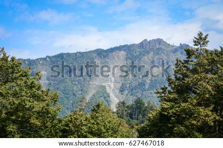 Pine tree forest with mountains background at sunny day